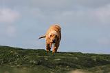 BASSET FAUVE DE BRETAGNE 017